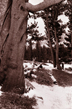 Lodgepole pines