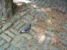 Central Park pigeon